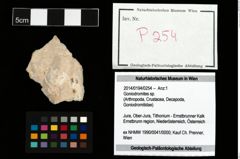 Foto (Objekt + Etikett) von Goniodromites sp.  (NHMW-GEO-2014-0194-0254)